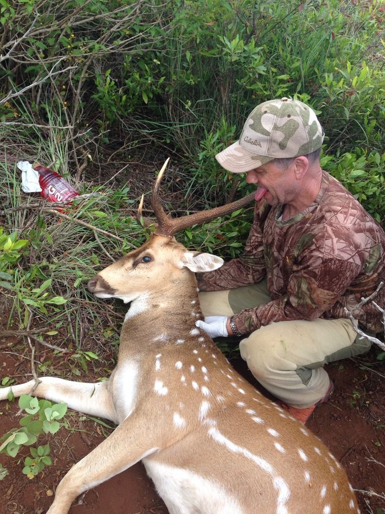 Lanai Hunting Axis Deer And Mouflon Ram Story by 2good2 Photobucket